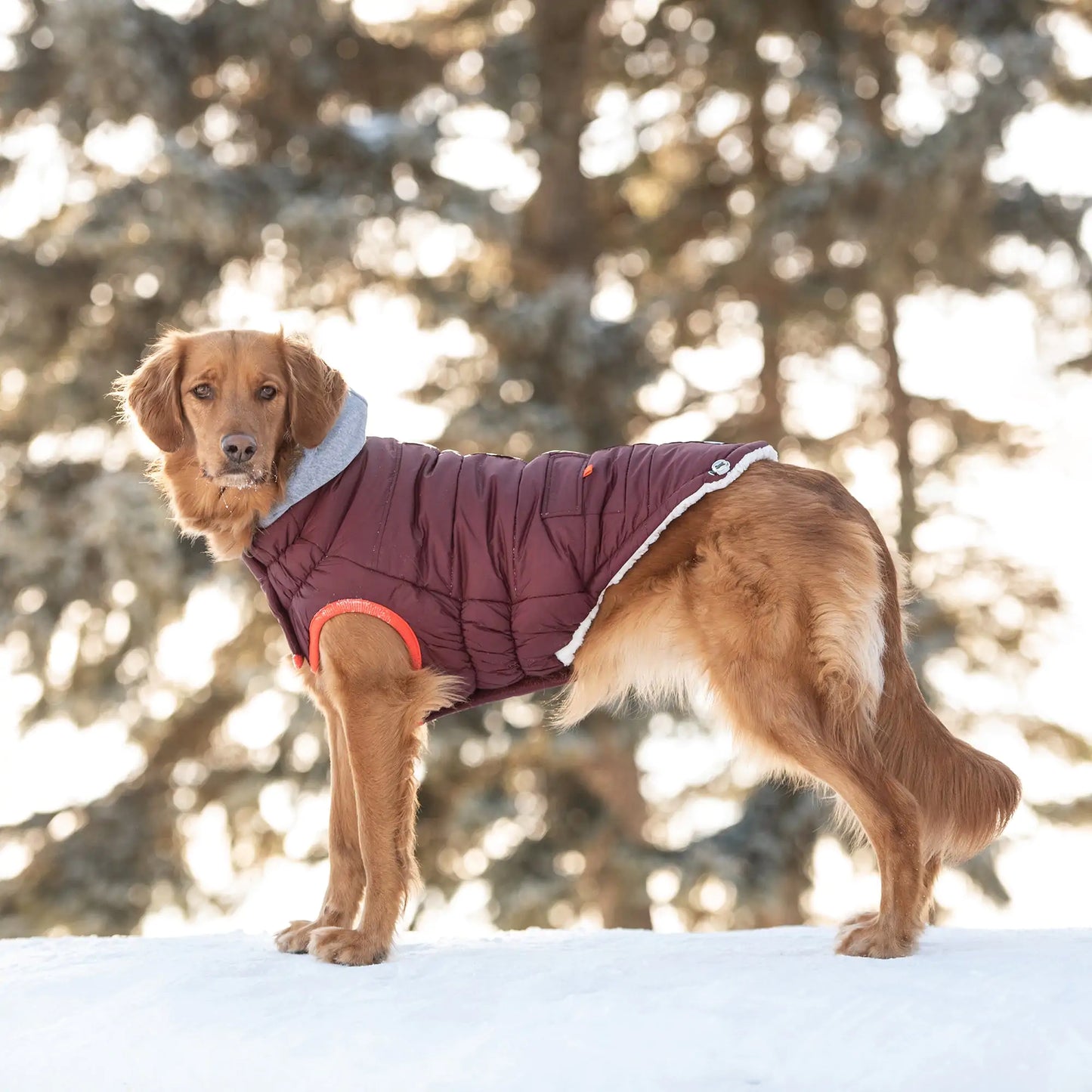 Crimson Harbor Winter Pet Parka