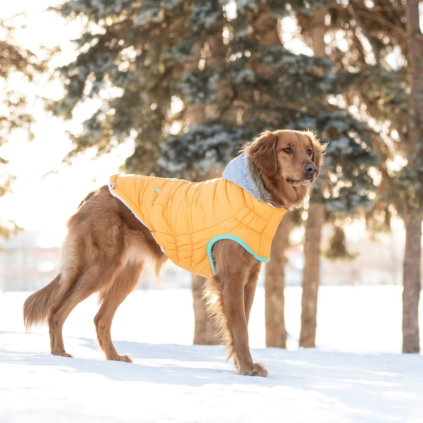 Arctic Voyager Dog Parka - Yellow